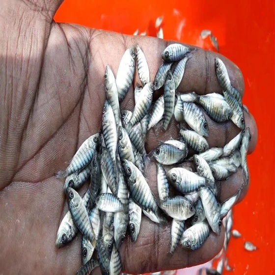 whole-koi-fish-seed-2.webp