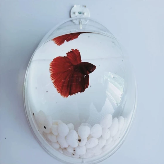wall-mounted-fish-aquarium-1.webp