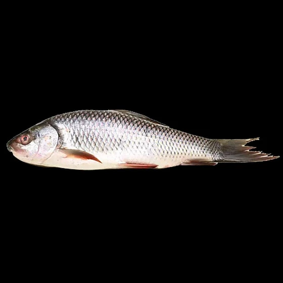 fresh-rohu-fish-2.webp