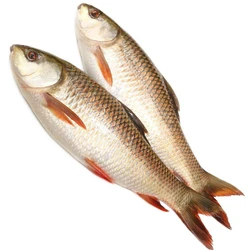 Fresh Rohu Fish