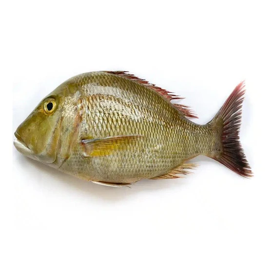 frozen-emperor-fish-1.webp