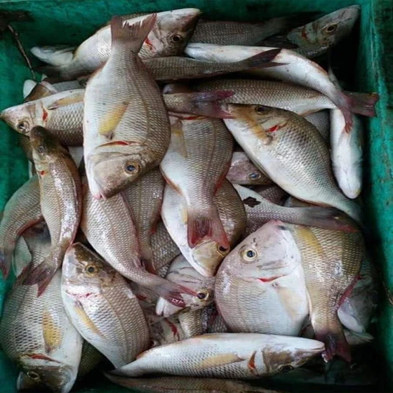 frozen-emperor-fish-2.webp