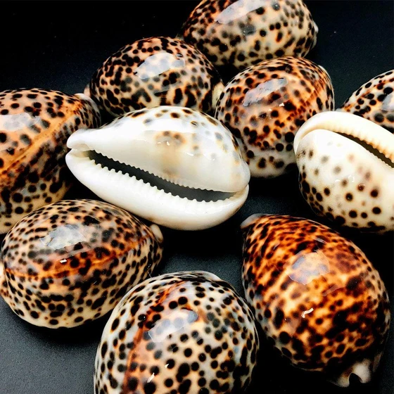 Tiger Sea Shell — Glossy egg shaped and dextral