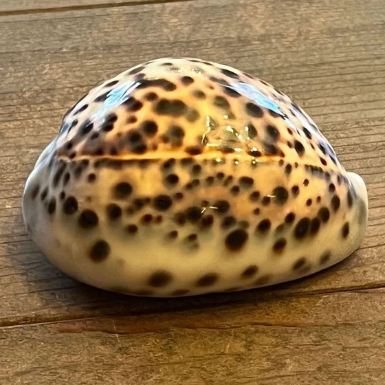 tiger-sea-shell-2.webp