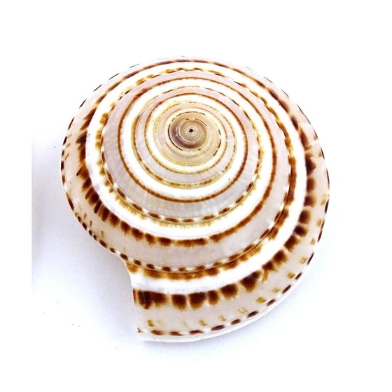 Chakra Conch Shell — Made of hard and strong