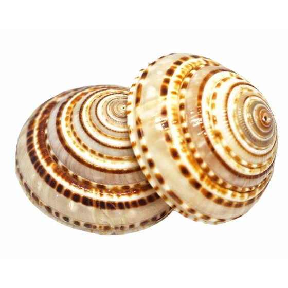 chakra-conch-shell-2.webp