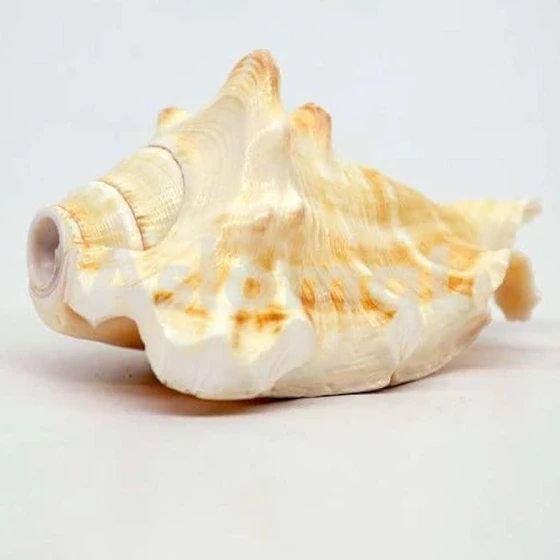 Mukhi Garuda Shankh — Very uncommon conch shell