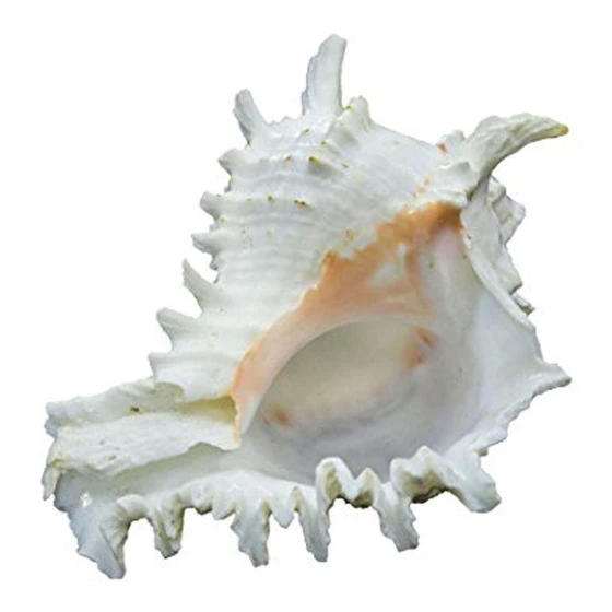 mukhi-garuda-shankh-2.webp