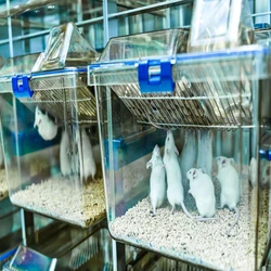Lab Animal Cage