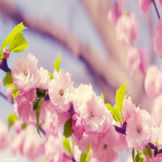 dark-flower-wallpaper-1.webp