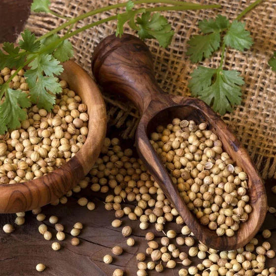 organic-coriander-seeds-2.webp