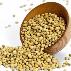 Organic Coriander Seeds