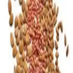 95 Watermelon Seeds, Brand Ajinkya