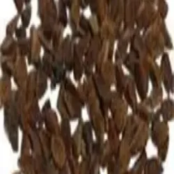 99 Safed Biya Sunflower Seed, Packaging Type Bag