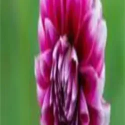 Genda Flowers Plant, Higher Classification super quality seeds top quality seeds only content me