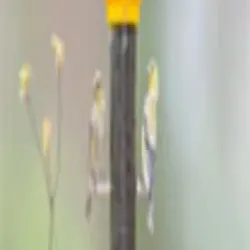 Bird Feeder, Material Plastic