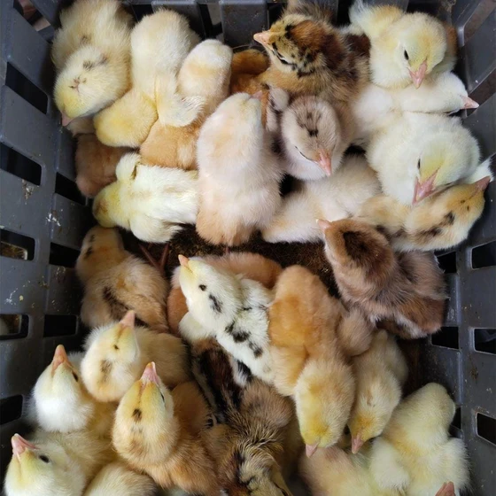 Rainbow Rooster Chicks — Low fat and quite healthy