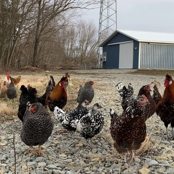 rainbow-rooster-chicks-2.webp