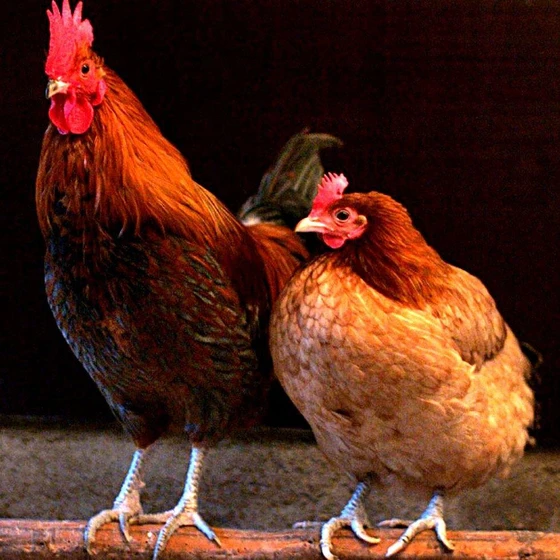 live-country-chicken-2.webp