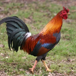 Live Country Chicken