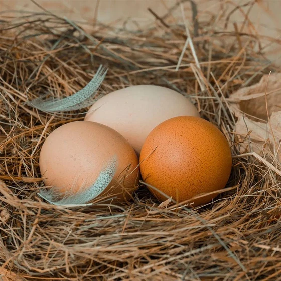 Brown Chicken Egg — Preventing heart disease