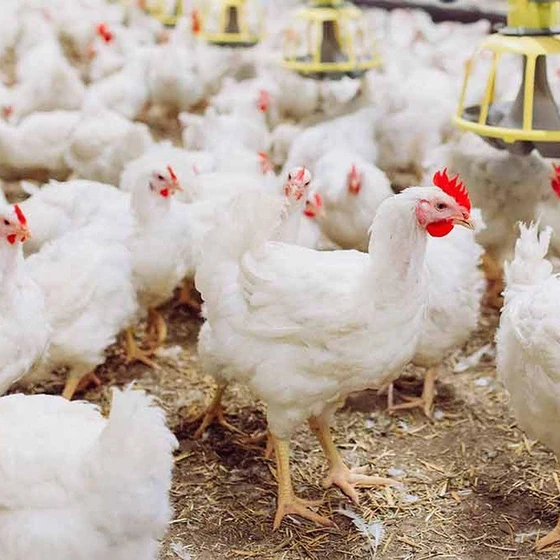 farm-broiler-chick-1.webp