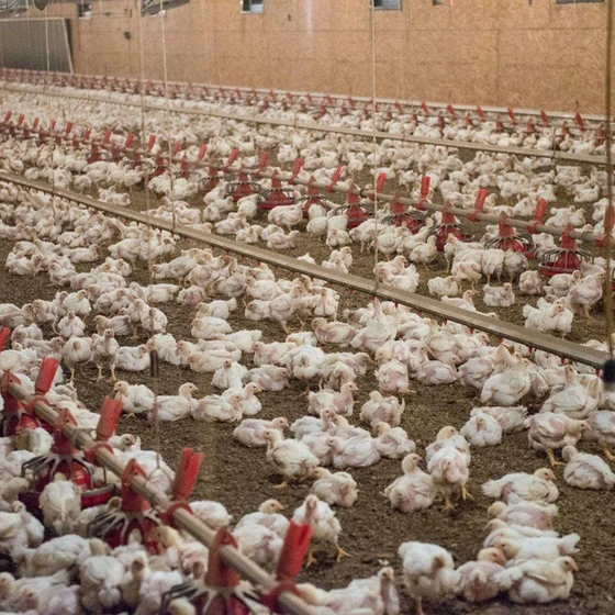 farm-broiler-chick-2.webp