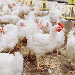 Farm Broiler Chick