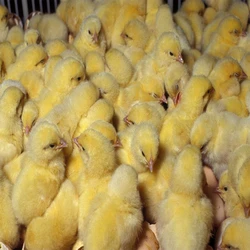 Poultry Farm Chicks