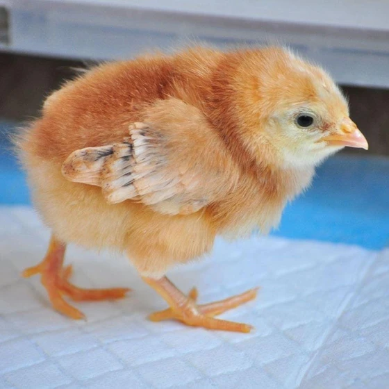 Vanaraja Multicolor Chicks — Plumage, yellow colour skin