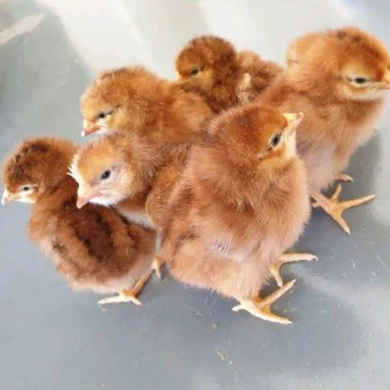 vanaraja-multicolor-chicks-2.webp