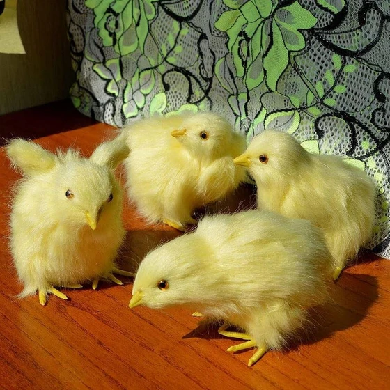 Yellow Farm Chicks — High in protien and low fat