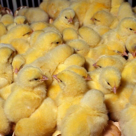 yellow-farm-chicks-2.webp