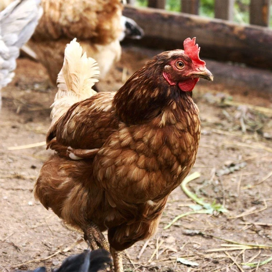 Brown Broiler Chicken — Most commercial usage