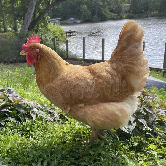 brown-broiler-chicken-2.webp