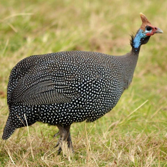 guinea-fowl-bird-1.webp