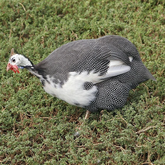 guinea-fowl-bird-2.webp