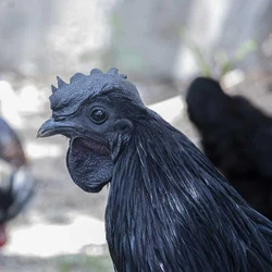Black Kadaknath Chicks