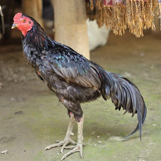 Fighter Chicken Breed — High intelligence combat