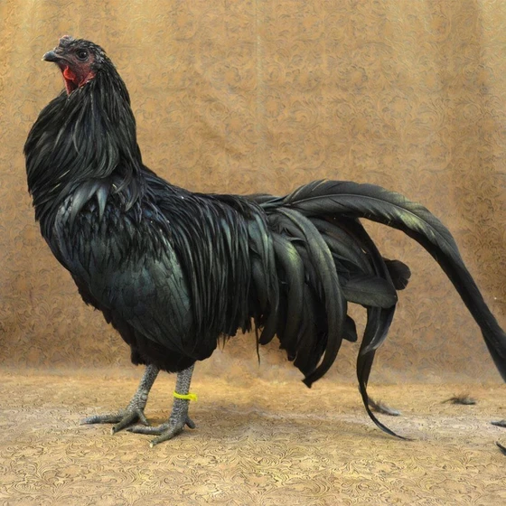 fighter-chicken-breed-2.webp