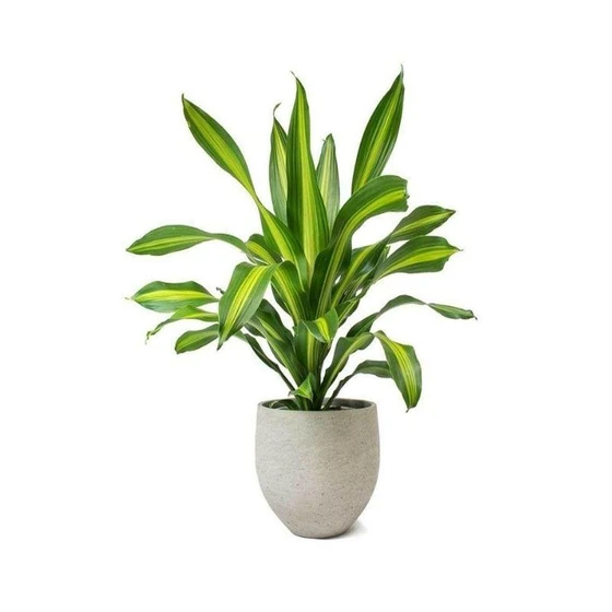 dracaena-fragrans-plant-1.webp