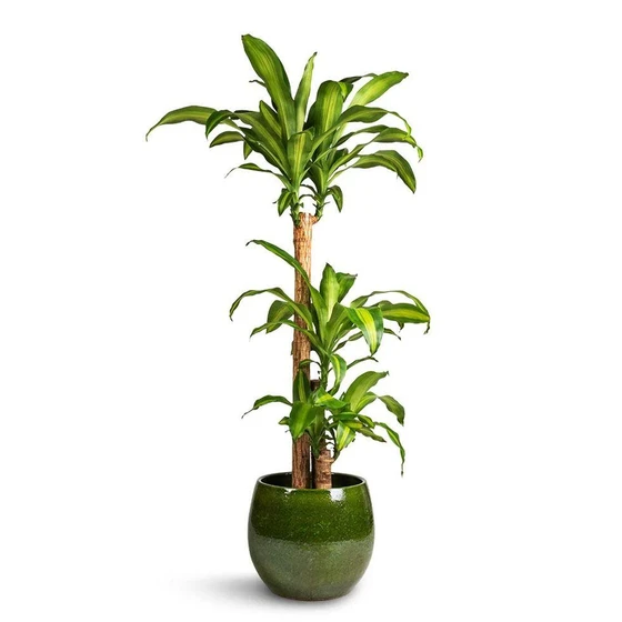dracaena-fragrans-plant-2.webp
