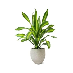 Dracaena Fragrans Plant