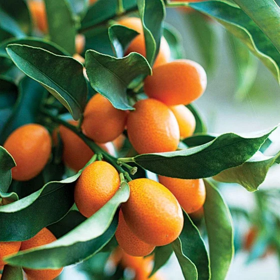 Sweet Lemon Plants — Light orange, yellow colour