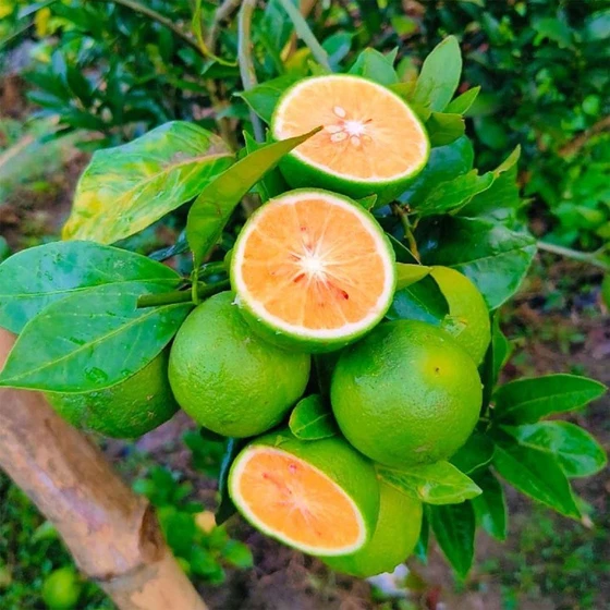 sweet-lemon-plants-2.webp