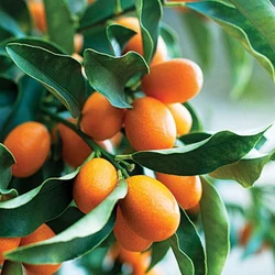 Sweet Lemon Plants