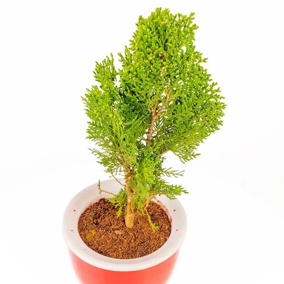 Green Morpankhi Plant — Very easy to maintain types