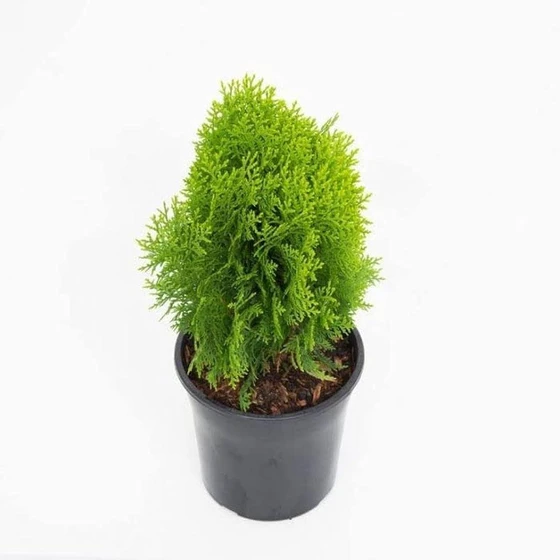 green-morpankhi-plant-2.webp