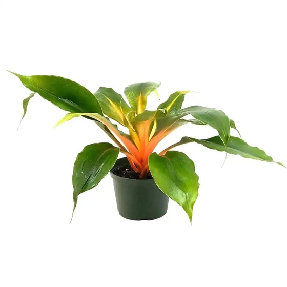 green-orange-plants-2.webp