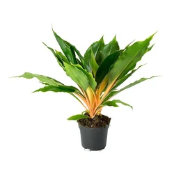 Green Orange Plants